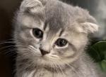 Muffin - Scottish Fold Kitten For Sale - Woodstock&comma; GA&comma; US