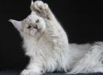 Kefir - Maine Coon Kitten For Sale - Los Angeles&comma; CA&comma; US