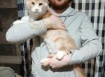 J R in Pavilion NY - Maine Coon Kitten For Sale - NY&comma; US