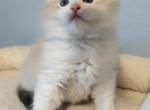 Max - Ragdoll Kitten For Sale - 