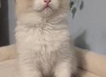 Snowy Ragdoll girl - Ragdoll Kitten For Sale - 