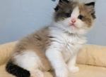 Muffin - Ragdoll Kitten For Sale - 