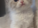 Cupcake - Ragdoll Kitten For Sale - Desert Hills&comma; AZ&comma; US