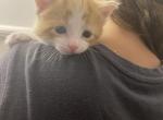 Pumpkin - Domestic Kitten For Sale - Farmington&comma; CT&comma; US