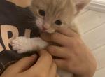 Peanut - Domestic Kitten For Sale - Farmington&comma; CT&comma; US