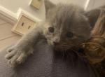 Star - Domestic Kitten For Sale - Farmington&comma; CT&comma; US
