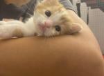 Reese - Domestic Kitten For Sale - Farmington&comma; CT&comma; US