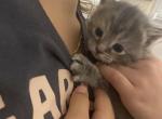 June - Domestic Kitten For Sale - Farmington&comma; CT&comma; US