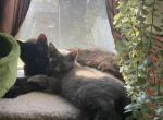 Luna - Domestic Kitten For Sale - Farmington&comma; CT&comma; US