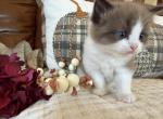 Dolce & Solomon - Ragdoll Kitten For Sale - 