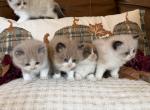Majesty & Solomon Boys - Ragdoll Kitten For Sale - 