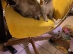 Awesome Lynx Points - Balinese Kitten For Sale - Southbridge&comma; MA&comma; US