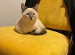 Awesome lilac lynx points - Balinese Kitten For Sale - Southbridge&comma; MA&comma; US