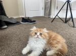 DollyXJasper - Persian Kitten For Sale - 