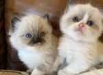 Majesty & Solomon Girls - Ragdoll Kitten For Sale - 