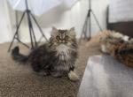 Dolly&Jasper - Persian Kitten For Sale - Edgewood&comma; NM&comma; US