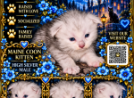 Spirits littles - Maine Coon Kitten For Sale - Ellenton&comma; FL&comma; US