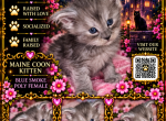 Journeys littles - Maine Coon Kitten For Sale - Ellenton&comma; FL&comma; US