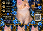 Zeldas littles - Maine Coon Kitten For Sale - Ellenton&comma; FL&comma; US
