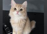 Teddy - Persian Kitten For Sale - Canyon Lake&comma; CA&comma; US