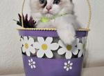Toffee - Ragdoll Kitten For Sale - 