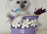 Angel - Ragdoll Kitten For Sale - 