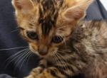 Luna - Bengal Kitten For Sale - Westfield&comma; MA&comma; US