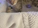 Lexus - Bengal Kitten For Sale - 