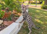 Bandito - Bengal Kitten For Sale - 