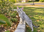 Sterling - Bengal Kitten For Sale - 