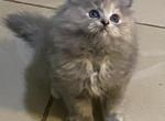 Baby Kitty - Persian Kitten For Sale - Havre De Grace&comma; MD&comma; US