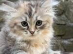 Hester - Siberian Kitten For Sale - Chatham&comma; NY&comma; US