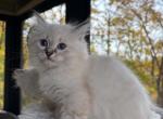 Hyacinth - Siberian Kitten For Sale - Chatham&comma; NY&comma; US