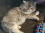 Marie - Persian Kitten For Sale - Las Vegas&comma; NV&comma; US