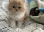Antoinette - Persian Kitten For Sale - Las Vegas&comma; NV&comma; US