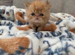 Garfield - Persian Kitten For Sale - Las Vegas&comma; NV&comma; US