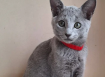 Russian Blue DH Chloe - Russian Blue Kitten For Sale - 