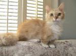 Emily curly Skookum - Munchkin Kitten For Sale - AL&comma; US