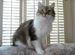 Riley Siberian - Siberian Cat For Sale - AL&comma; US
