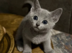 Russian Blue Neil - Russian Blue Kitten For Sale - Brooklyn&comma; NY&comma; US