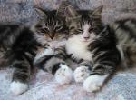 Snowden & Snowbell Siberian Siblings - Siberian Kitten For Sale - AL&comma; US