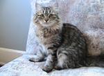 Smile Siberian Girl - Siberian Kitten For Sale - AL&comma; US