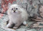 Squint & Squee Siberian sisters - Siberian Kitten For Sale - AL&comma; US