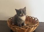 Luna - Scottish Straight Kitten For Sale - 