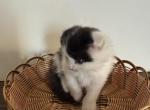 Max - Scottish Fold Kitten For Sale - 