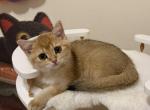 Mario - Scottish Straight Kitten For Sale - Brooklyn&comma; NY&comma; US