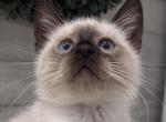 Cute Siamese kitten - Siamese Kitten For Sale - 