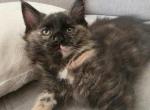 Female main coon kittens - Maine Coon Kitten For Sale - 