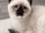 Cute Siamese Kitty - Siamese Kitten For Sale - Enfield&comma; CT&comma; US