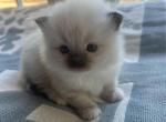 River - Ragdoll Kitten For Sale - IL&comma; US